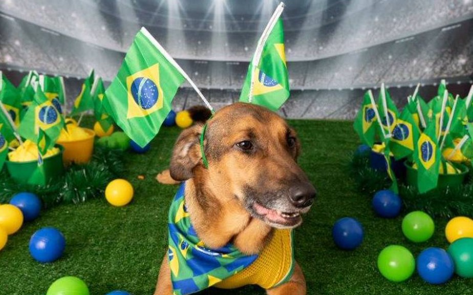 Campanha de adoção de cães se inspira em Copa do Mundo
