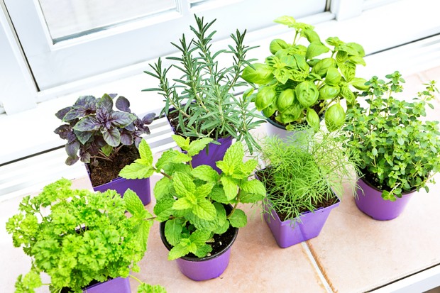 A group of four herb garden seedling plants in plastic retail containers. Purple basil, parsley rosemary, mint, basil thyme, and fennel, they are on a window sill ready to be planted. (Foto: Getty Images)