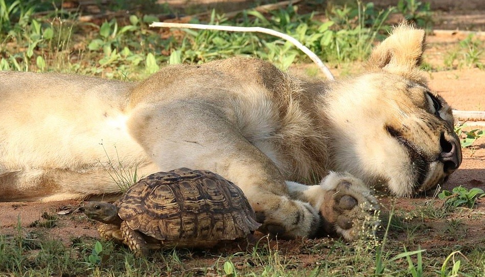 Casco protege tartaruga de ser devorada por leão (Foto: Reprodução )