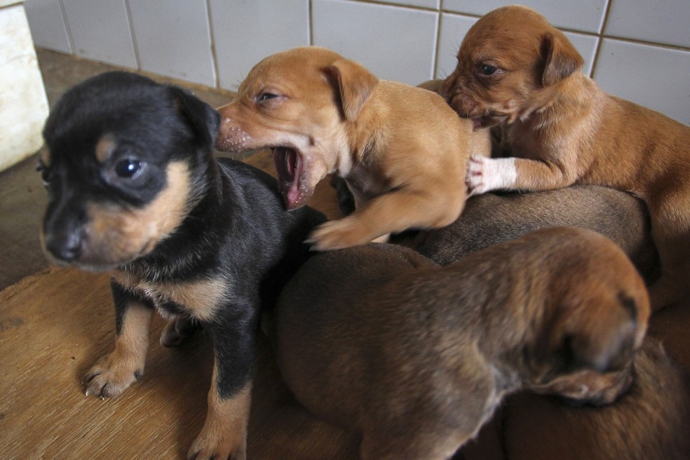Filhotes de cachorro em imagem de arquivo — Foto: Andre Borges/Agência Brasília