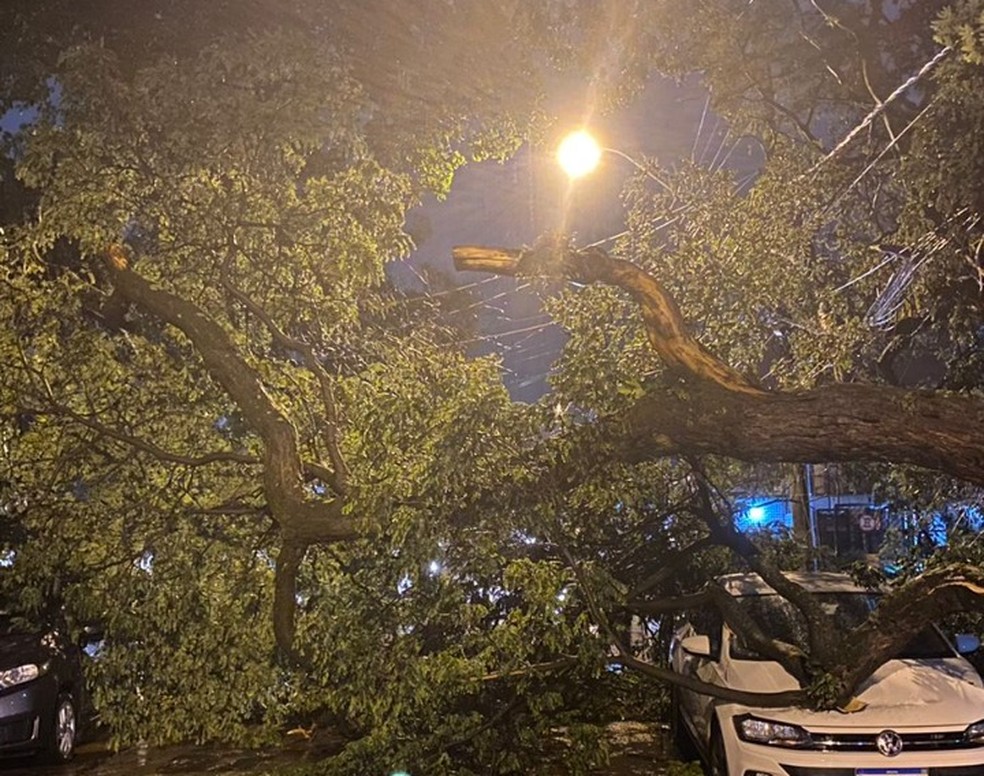 Árvore caiu no Jardim Brasil, em Campinas, após temporal — Foto: Margarete Alves Leão