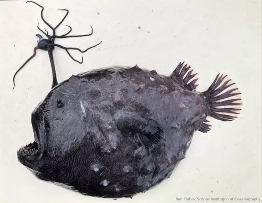 Himantolophus groenlandicus (Foto:  Ben Frable / Scripps Institution of Oceanography na UC San Diego / Divulgação)
