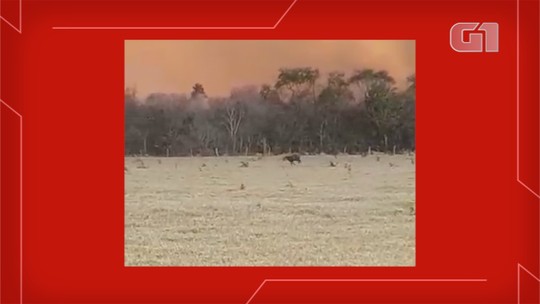 Anta é flagrada correndo de labareda de fogo de 15 metros que destruiu reserva em MS; veja vídeo