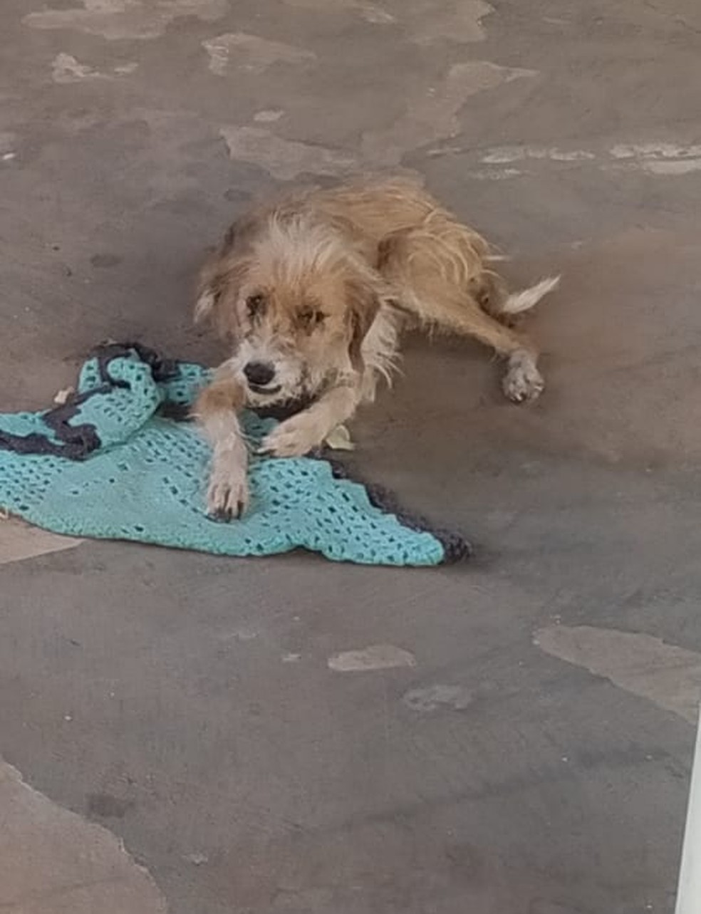 Animal apresenta desidratação e sinais característicos de cinomose e erlichiose canina — Foto: Polícia Ambiental