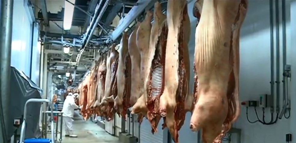 Alta nos embarques para a China é explicada pela grave crise enfrentada na suinocultura chinesa — Foto: Reprodução/ NSC TV