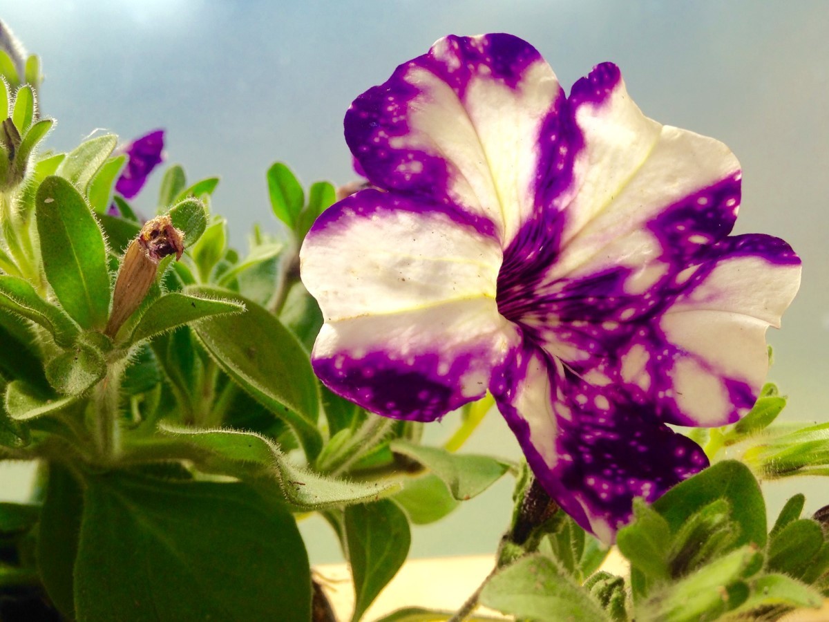 Em 2018, foi considerada a flor do ano pela familiaridade com a cor Pantone (violeta) do ano (Foto: Flickr / Satu Karjalainen / CreativeCommons)