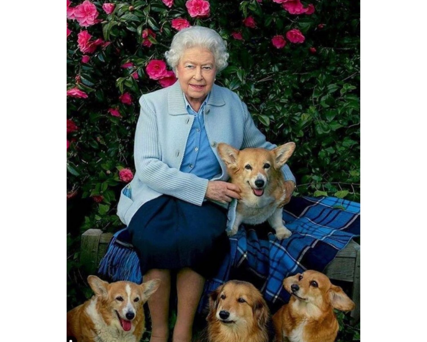 Rainha Elizabeth já teve 30 cachorros da mesma raça desde sua coroação (Foto: Instagram / @thequeenscorgis / Reprodução)