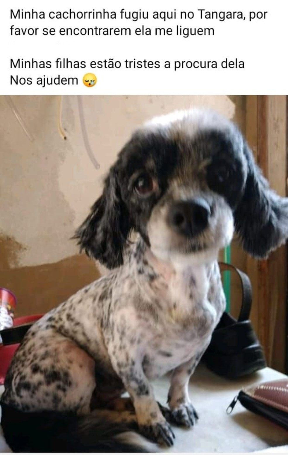 Dona postou nas redes sociais sobre o sumiço da Fifi em Lins  — Foto: Facebook/ reprodução 