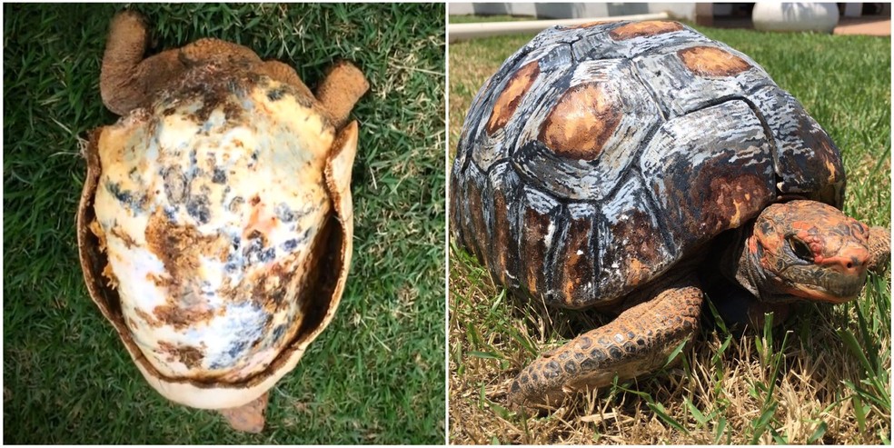 Fred perdeu o casco em um incêndio em 2015, mas ganhou uma nova proteção feita por designer 3D — Foto: Cícero Moraes/Arquivo pessoal