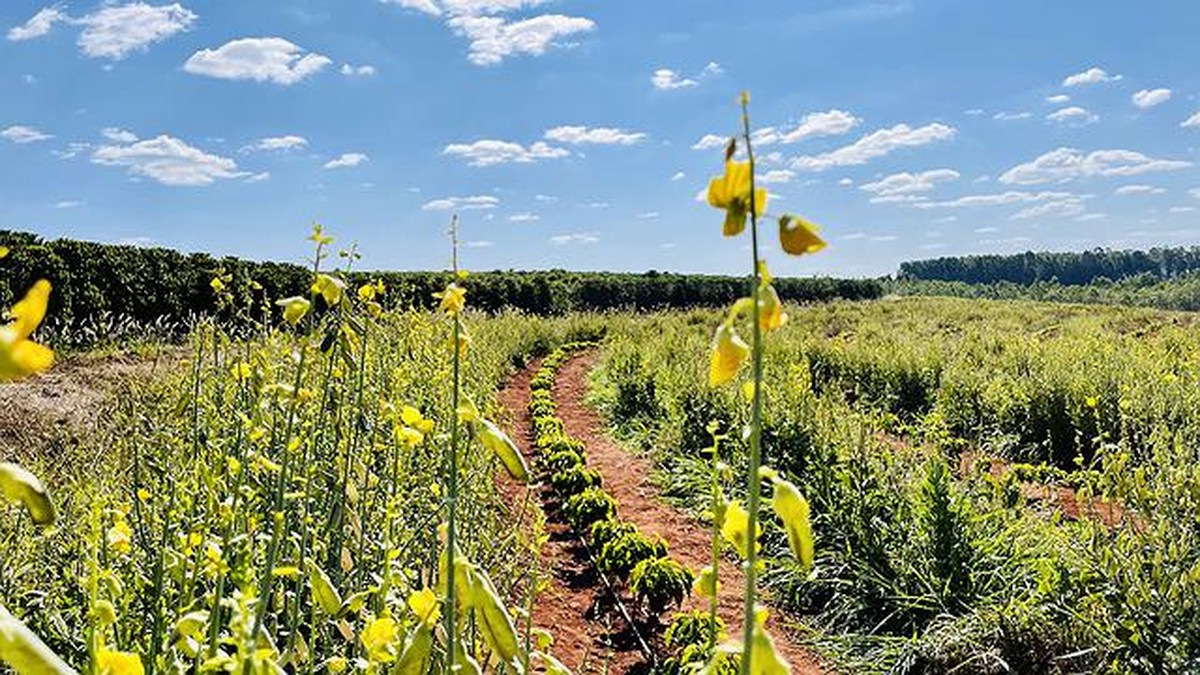 Exemplo De Municipio Onde Se Pratica A Monocultura Do Cafe