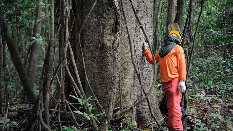 Trabalhador ao lado de árvore enorme no meio da floresta dá efeito de dimensão (Foto: Tomaz Silva/Agência Brasil)