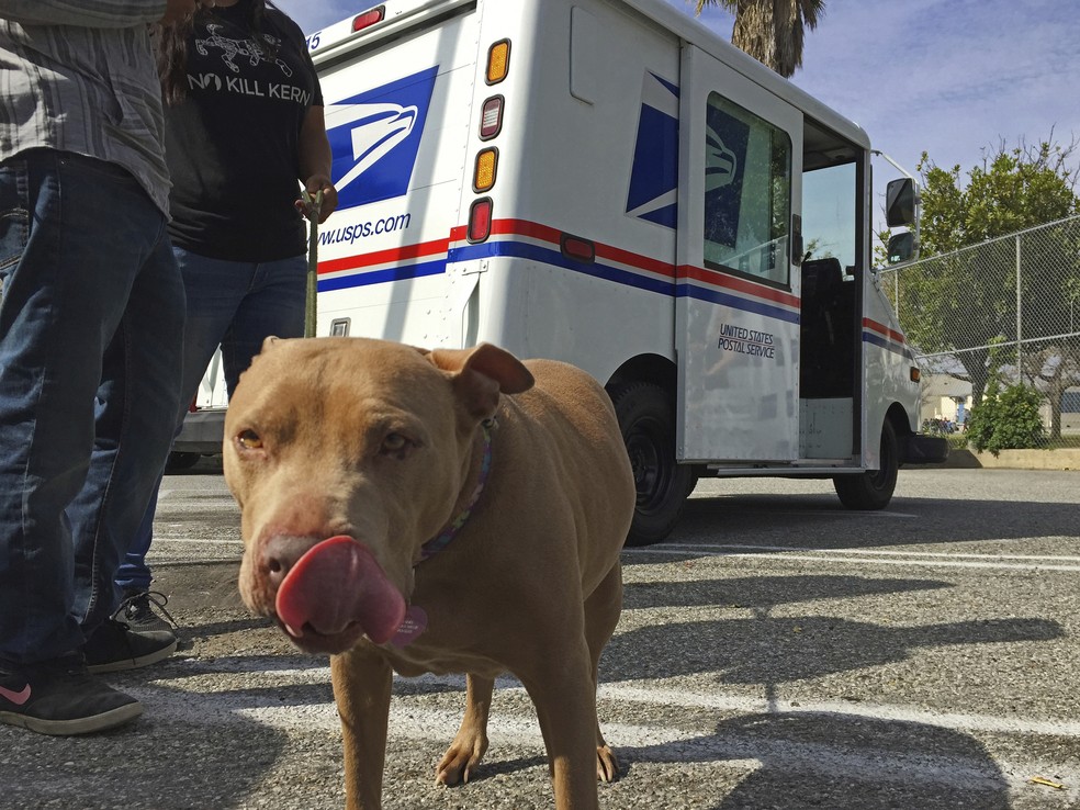 Cachorro da raça Pitbull diante de caminhão dos correios em Los Angeles — Foto: Amanda Lee Myers/AP