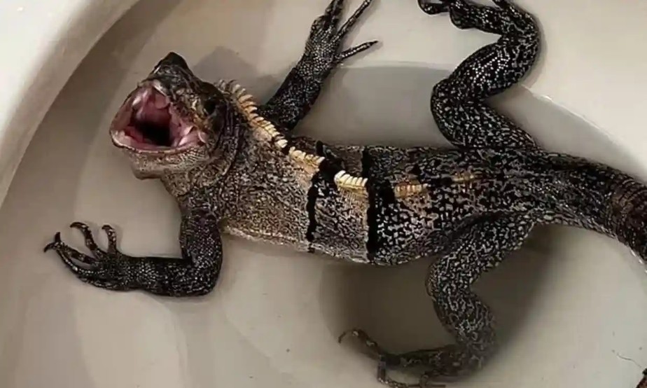 A iguana encontrada em banheiro na Flórida, nos EUA