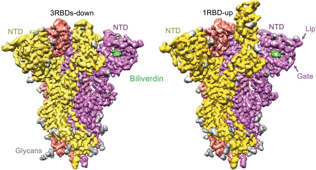 Acima, reconstrução em 3D da proteína spike do novo coronavírus. Em verde, encontra-se a região onde a biliverdina se liga ao patógeno. (Foto: Science Advances)