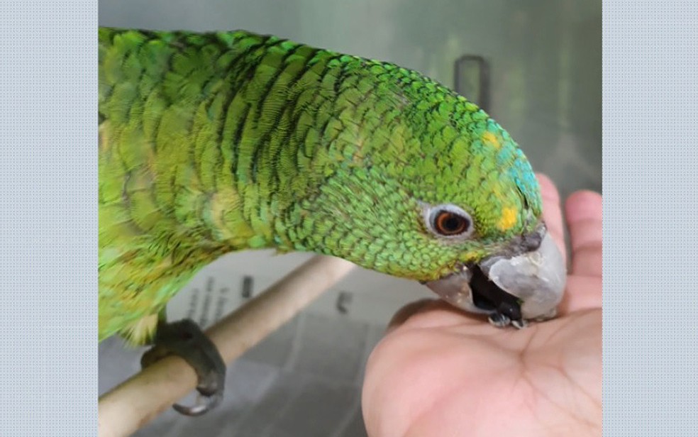 Papagaio come sementes após o implante de resina no bico em Barretos, SP — Foto: Maria Ângela Panelli Marichó/ Arquivo Pessoal