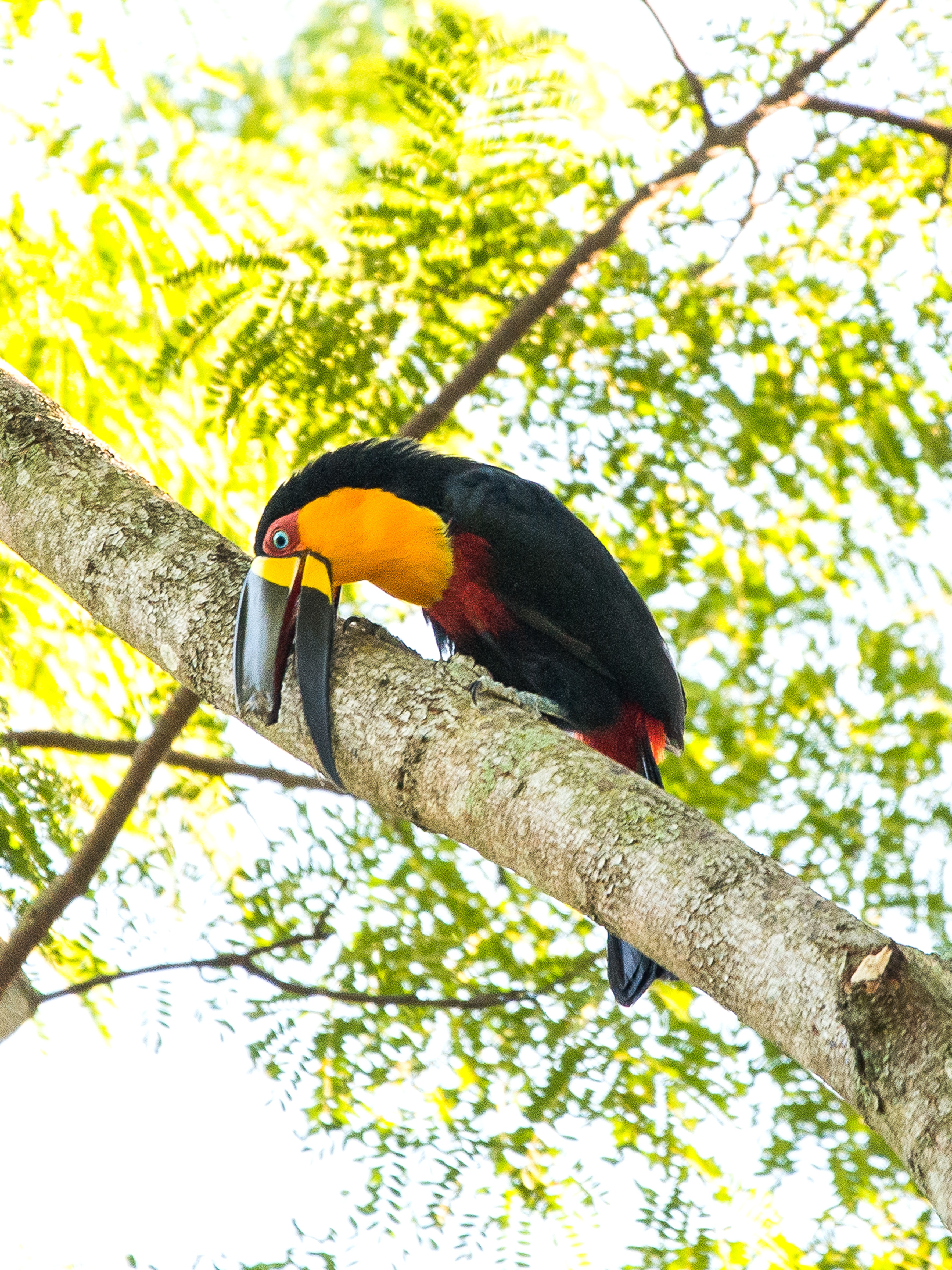 Tucano com o bico quebrado tenta sobreviver no Jardim ...