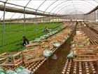 Produtores de hortaliças investem cada vez mais nas mini verduras