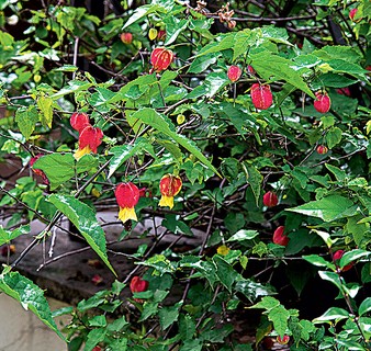 A lanterninha-japonesa floresce durante todo o ano, mas é intensa na primavera e no verão. Escala cercas e treliças com condução, amparando sua ramagem. Cresce até 3 m de altura e pede sol pleno e podas anuais