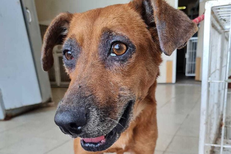 Cachorro resgatado de rio e outros animais estão disponíveis para adoção em Campos, no RJ