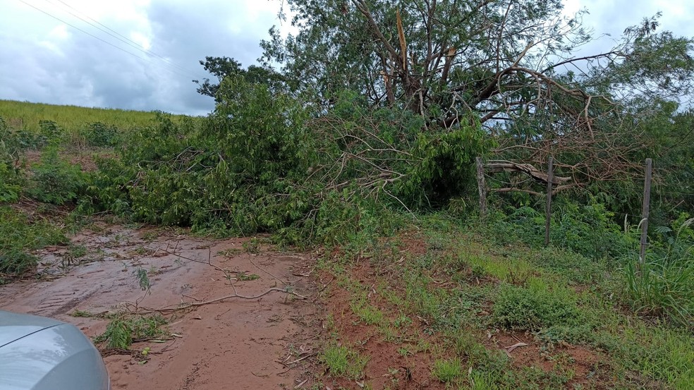 Chuva derruba árvores em estrada que liga Sagres (SP) a outros municípios — Foto: Defesa Civil