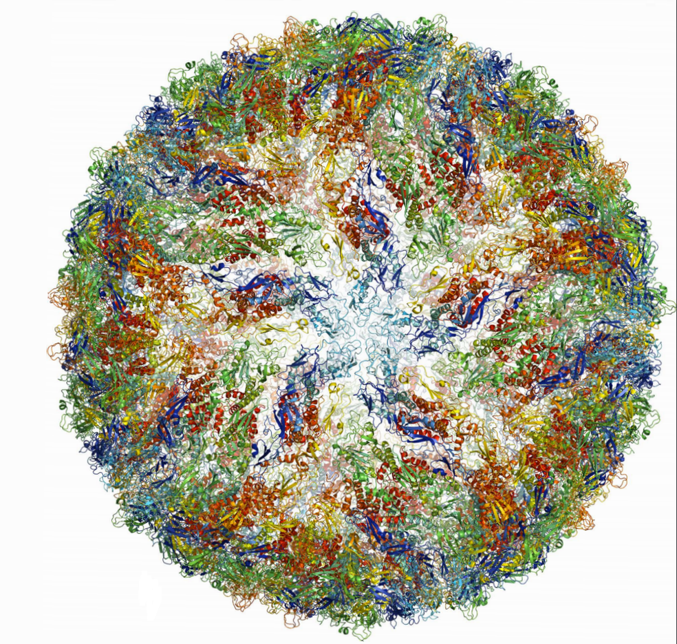 A estrutura do vírus Zika, observada no crio-microscópio; tecnologia levou Nobel de Química de 2017 — Foto: Royal Swedish Academy of Sciences