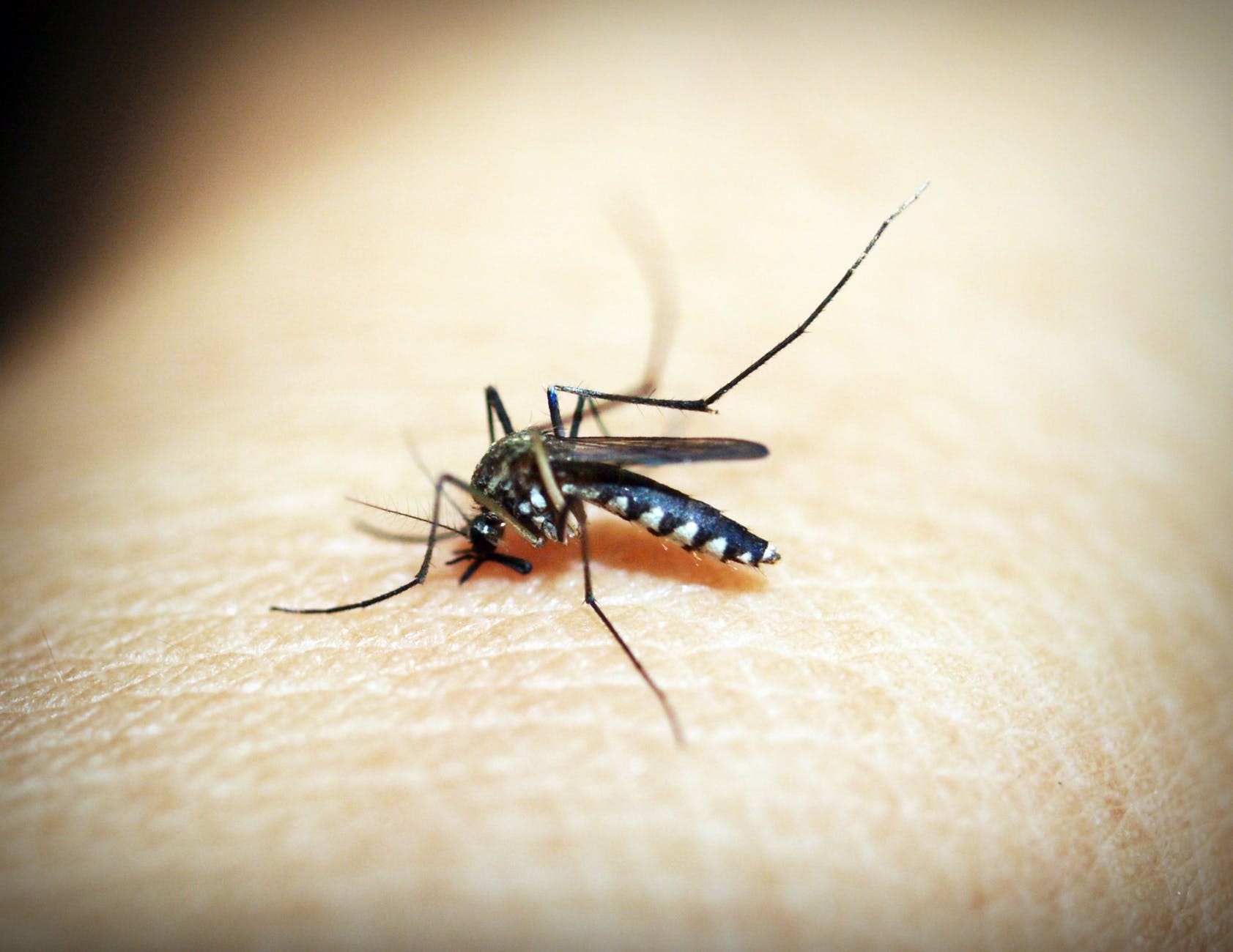 Mosquito picando pessoa (Foto: Pexels)