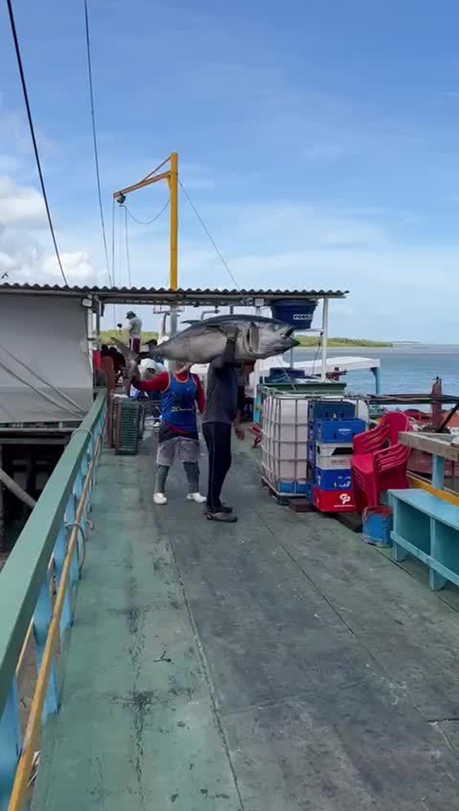 Pescador carrega atum com mais de 100 kg no RN
