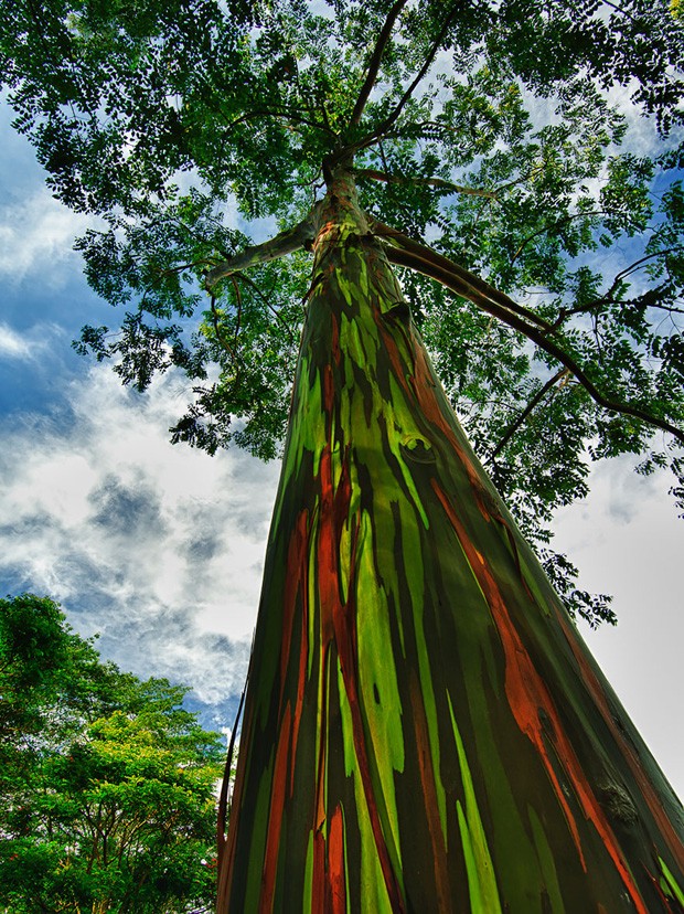 16 árvores mais lindas do mundo (Foto: reprodução)