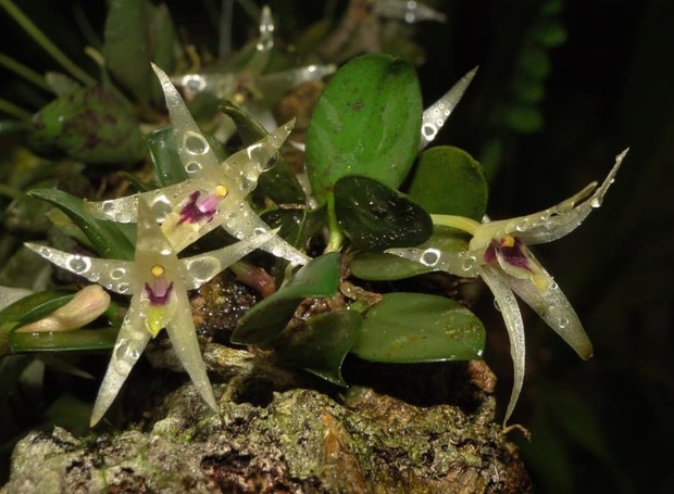 A orquídea Octomeria estrellensis (Foto: Instagram Zandoná Conservação / Reprodução)