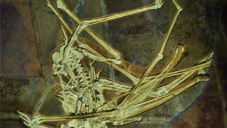 Fóssil do pterossauro Balaenognathus maeuseri — Foto: M. Martill et.al 