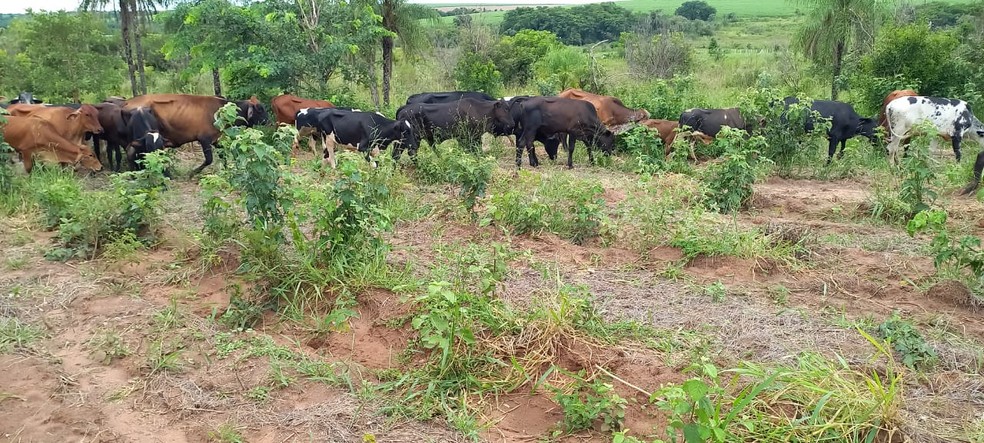 Fazendeira é autuada em mais de R$ 300 mil por pisoteio de gado em área de preservação permanente em Guaiçara — Foto: Polícia Ambiental/Divulgação