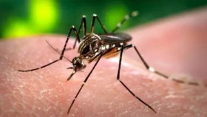 Todos contra o aedes aegypti: mosquito é o transmissor do Zika vírus (Foto: Divulgação )