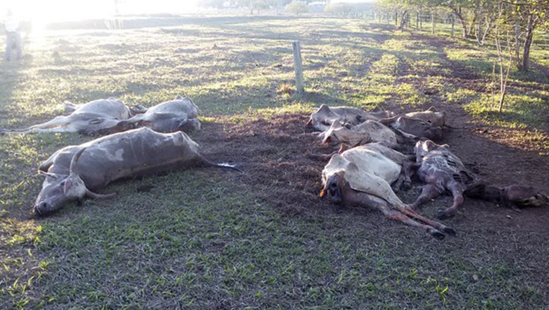 gado-morto-Altonia (Foto: Divulgação/Polícia Ambienta)