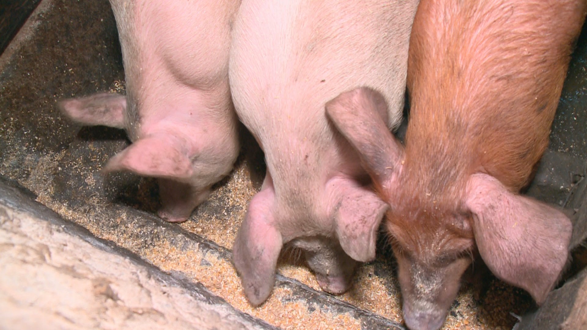 Como os porcos são insensibilizados para o abate no Brasil