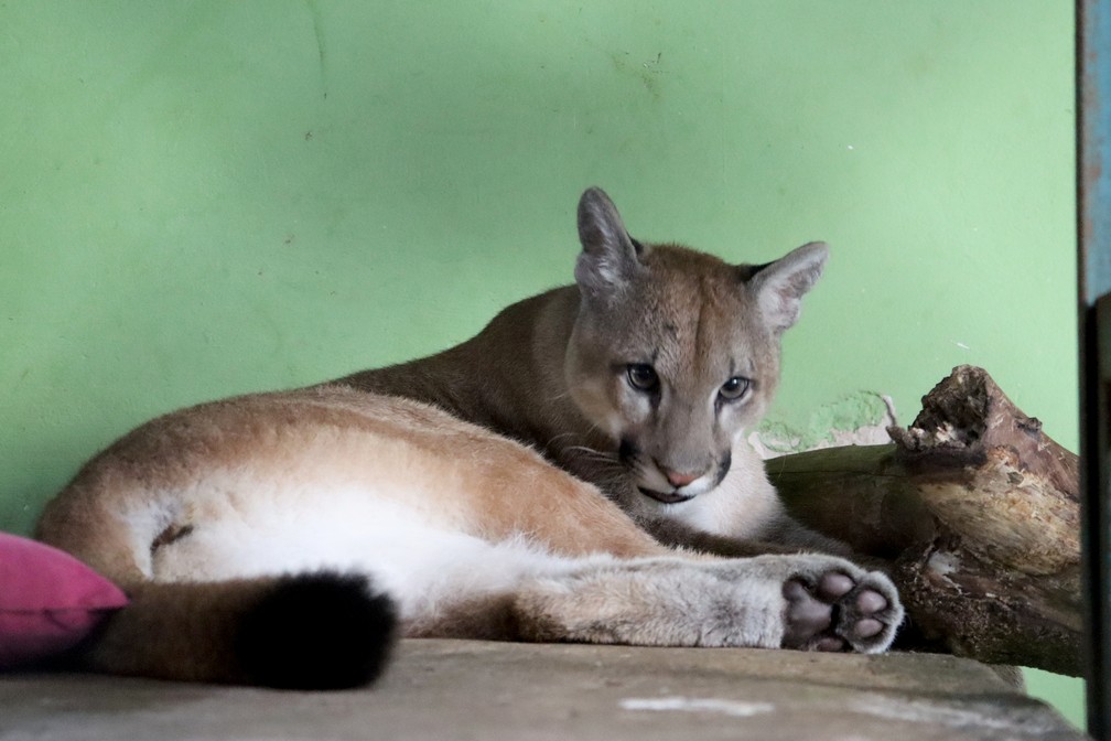 Onça-parda Nala segue sob cuidados de equipe da Cidade da Criança — Foto: Stephanie Fonseca/g1