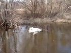 Cisnes são flagrados enroscados um no outro em lago na Rússia 