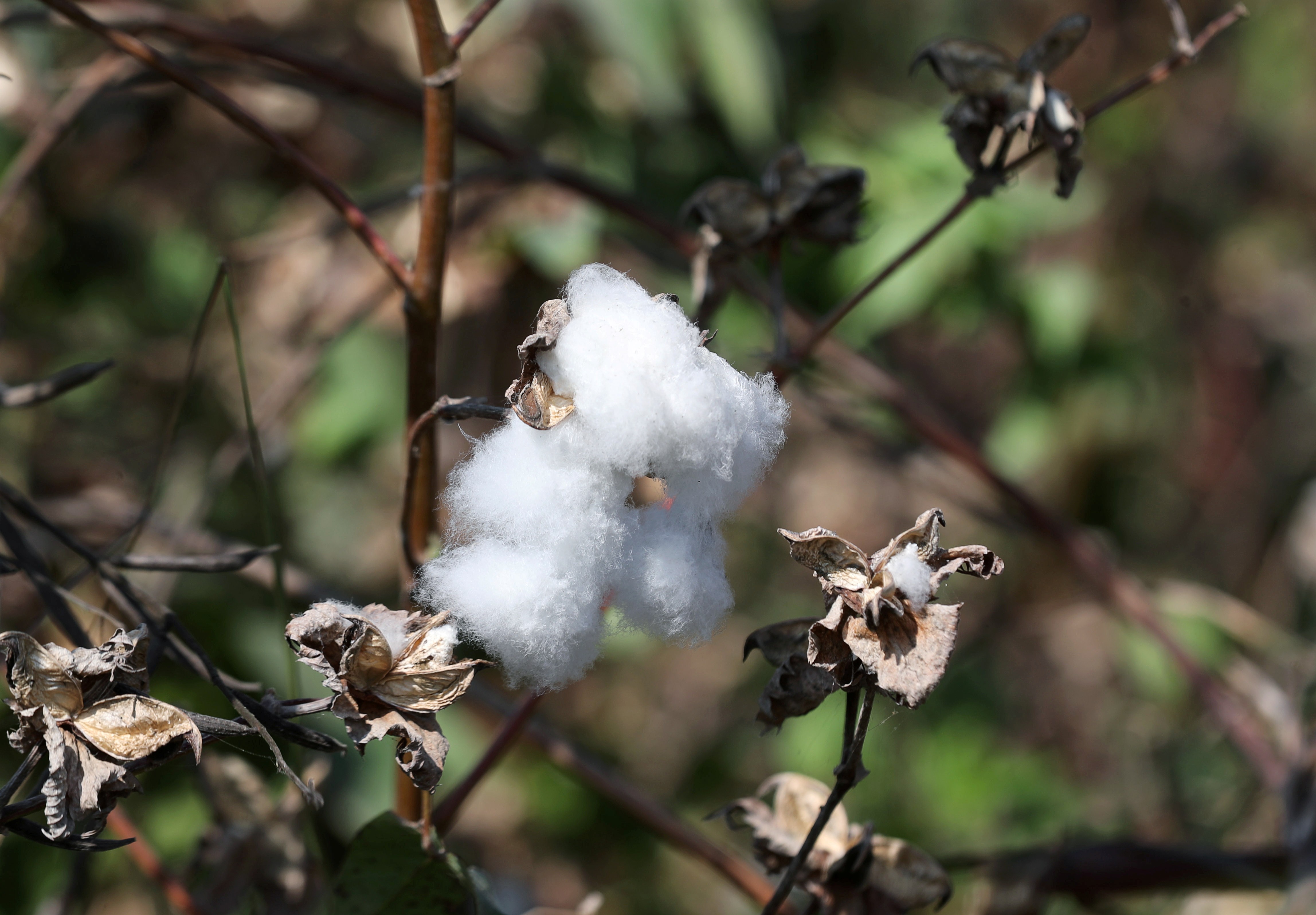 Lavoura de algodão  (Foto: REUTERS/Mohamed Abd El Ghany)