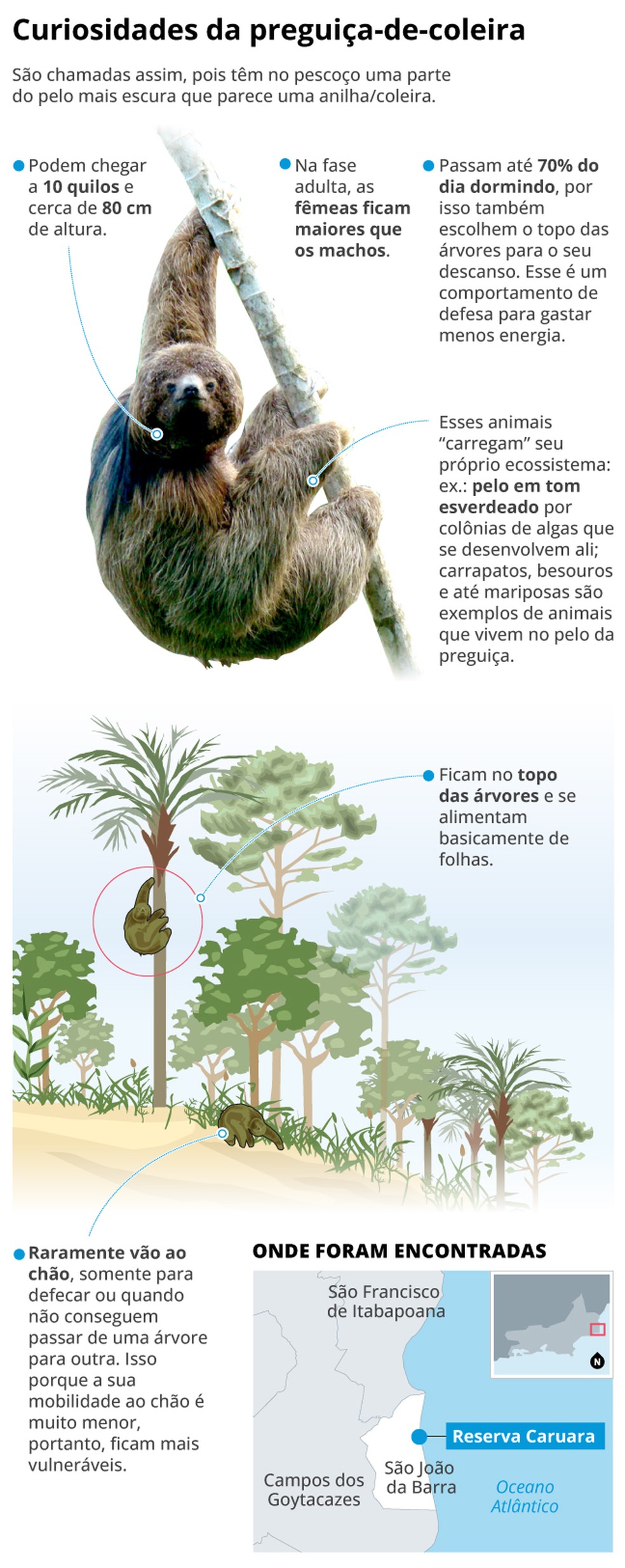 Curiosidades da pregui&ccedil;a-de-coleira-do-sudeste (Bradypus crinitus) &mdash; Foto: Editoria de Arte