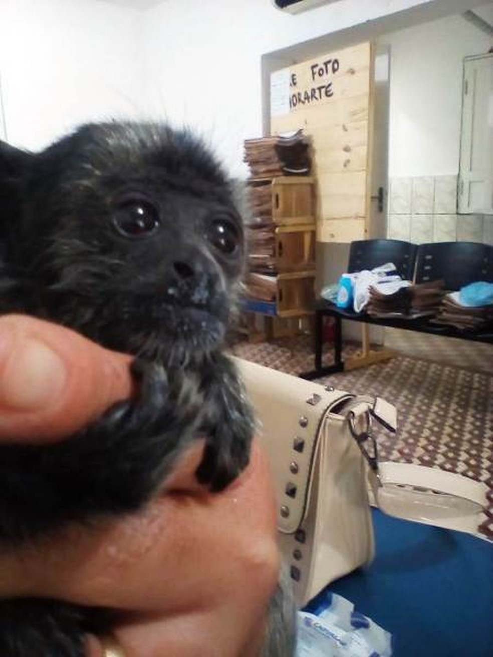 Macaco recebeu o nome de Zequinha e será levado ao Zoobotânico de Teresina. (Foto: Arquivo pessoal)