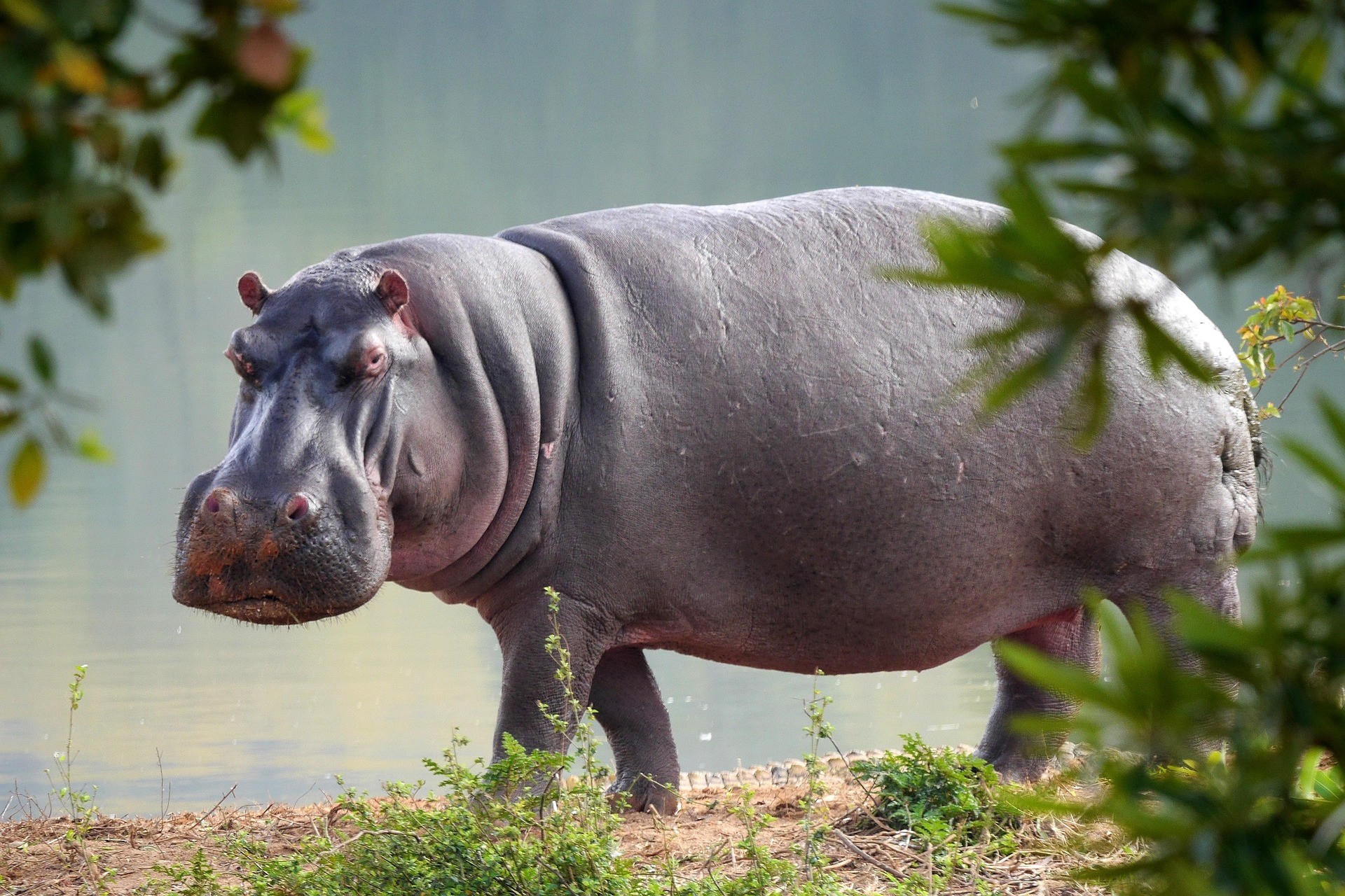 Hipopótamos de Pablo Escobar estão alterando a qualidade da água da Colômbia (Foto: hbieser/Pixabay)