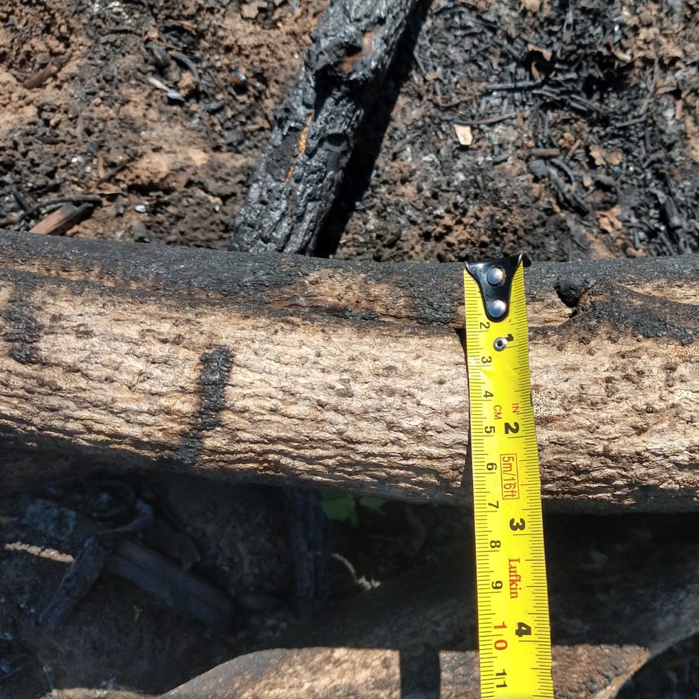 Supressão de árvores foi constatada em propriedade rural em Alfredo Marcondes — Foto: Polícia Ambiental