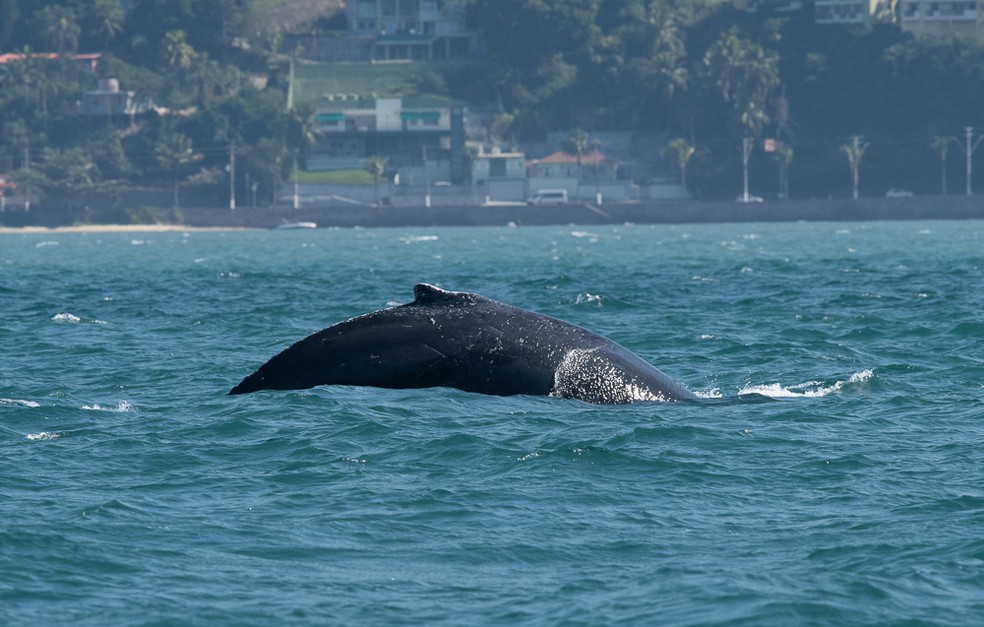 Baleia jubarte é resgatada após ficar presa em rede de pesca no canal de São Sebastião — Foto: Julio Cardoso/ Baleia à Vista
