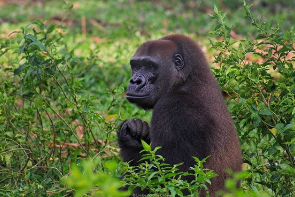 Gorila resgatado pelo Centro de Vida Selvagem de Limbe, em Camarões — Foto: Reprodução/Instagram/@limbewildlifecentre