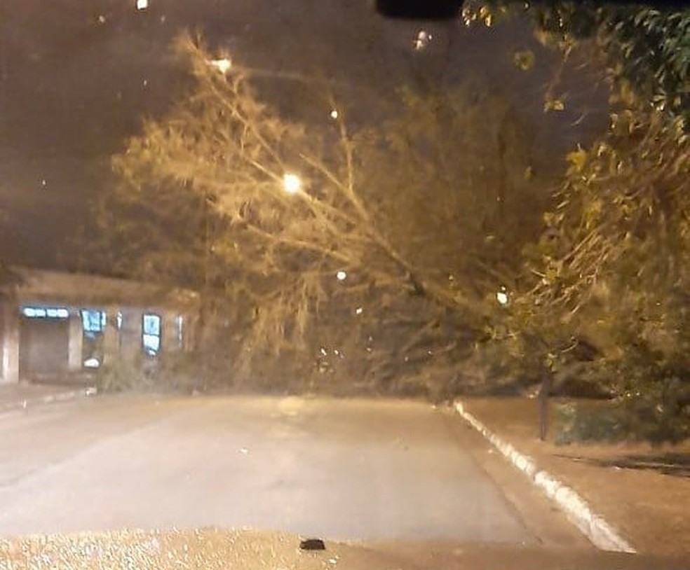 Ventania causa queda de &aacute;rvores de grande porte em bairros de Itapeva &mdash; Foto: Itanews