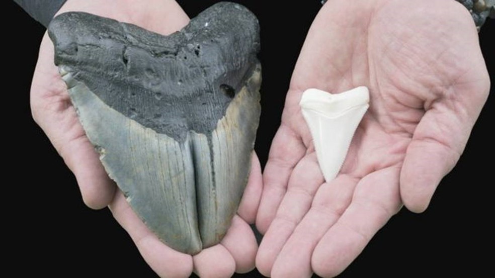 Dentes de megalodonte (à esquerda) e do grande tubarão-branco (à direita) — Foto: Getty Images via BBC