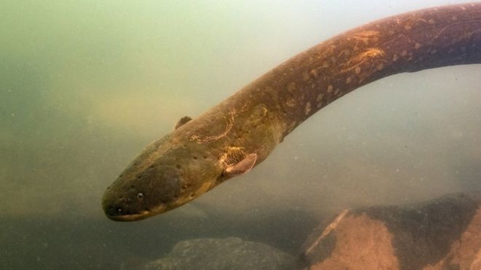 Nova Especie De Peixe Eletrico Descoberta Na Amazonia Emite 860 Volts Descarga Mais Forte Ja Registrada Em Animal Natureza G1