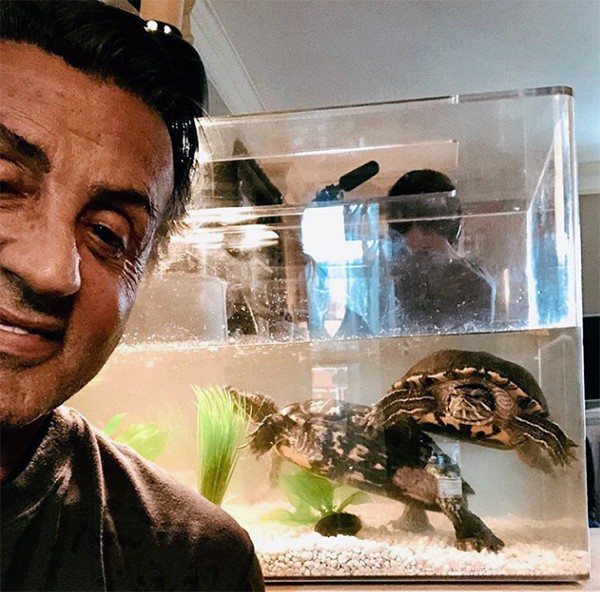Sylvester Stallone e suas tartarugas Cuff e Link  (Foto: Instagram)