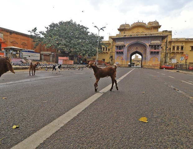 Animais invadem as ruas das cidades indianas durante a quarentena (Foto: Getty Images)