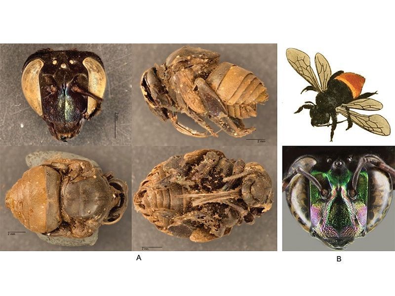 Dentro dos ninhos, também foram encontradas abelhas, que serviram para os pesquisadores analisarem como era a flora da região há 150 anos (Foto: Reprodução/JournalofHymenopteraResearch )