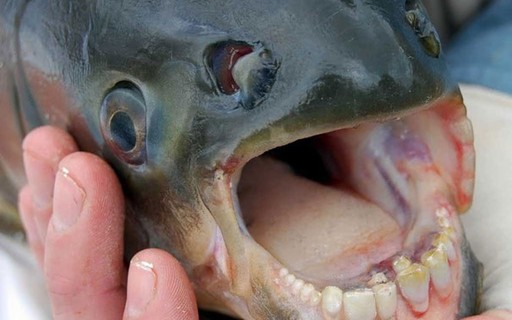 Sorria e conheça o peixe com 'dentes humanos' - Revista Galileu ...